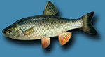 Голавль, описание рыбы