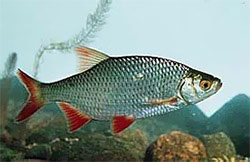Рыба краснопёрка