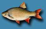 Описание рыбы красноперка