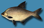 Рыба лещ, описание