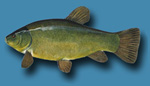 Рыба Линь и её описание